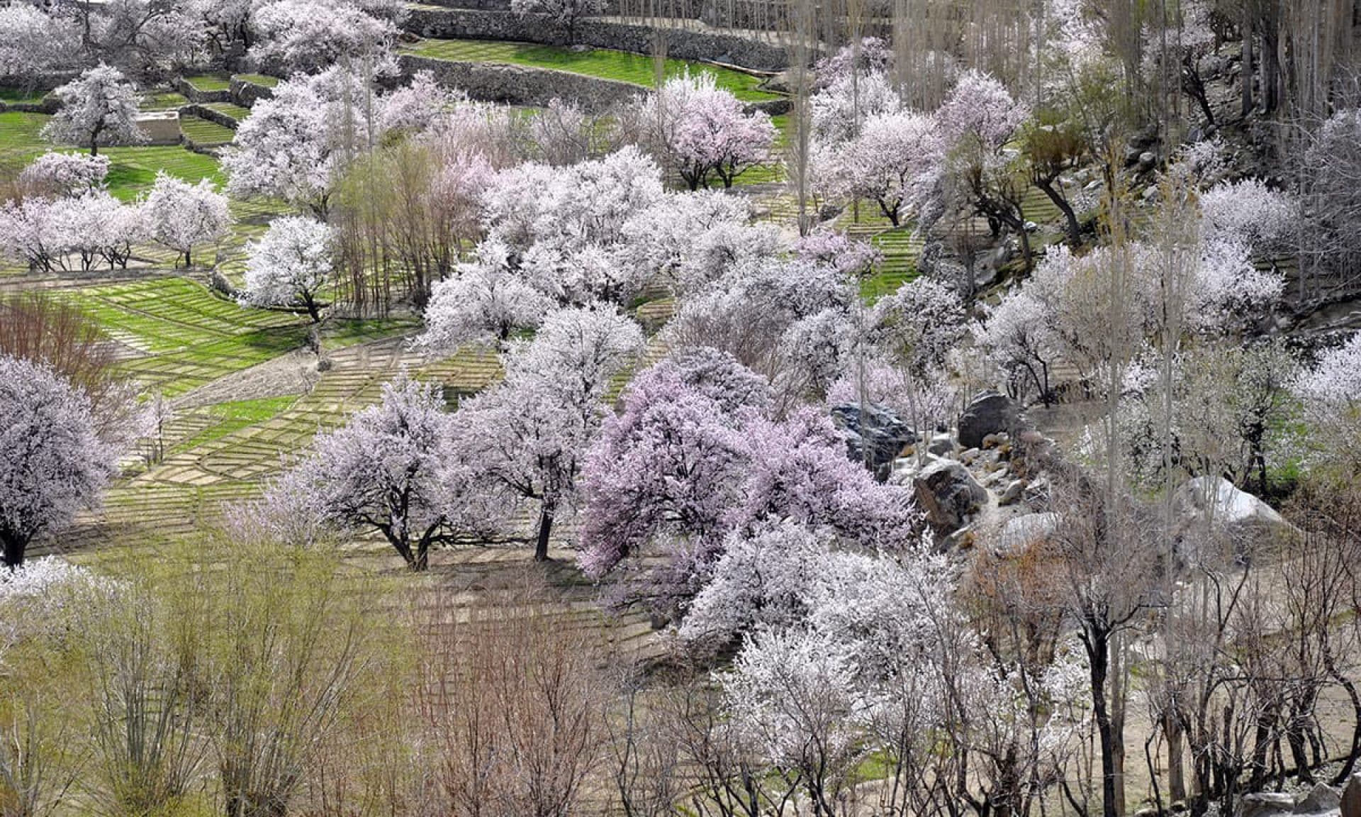 Hunza Cherry Blossom 2024