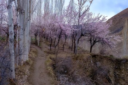 Chitral Cherry Blossom Tour